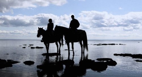 silhouette horses beach ovriwx8814stsyqp1qns2f79rlhai853vnmq6uc4yg2
