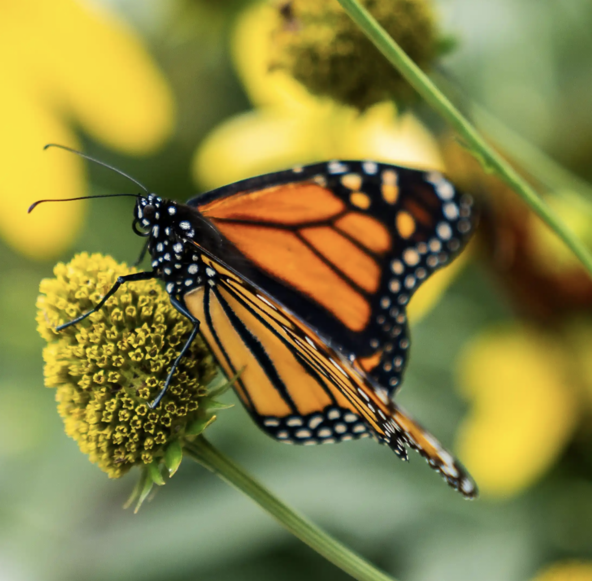 Soak in the End of Summer in the Niagara Region