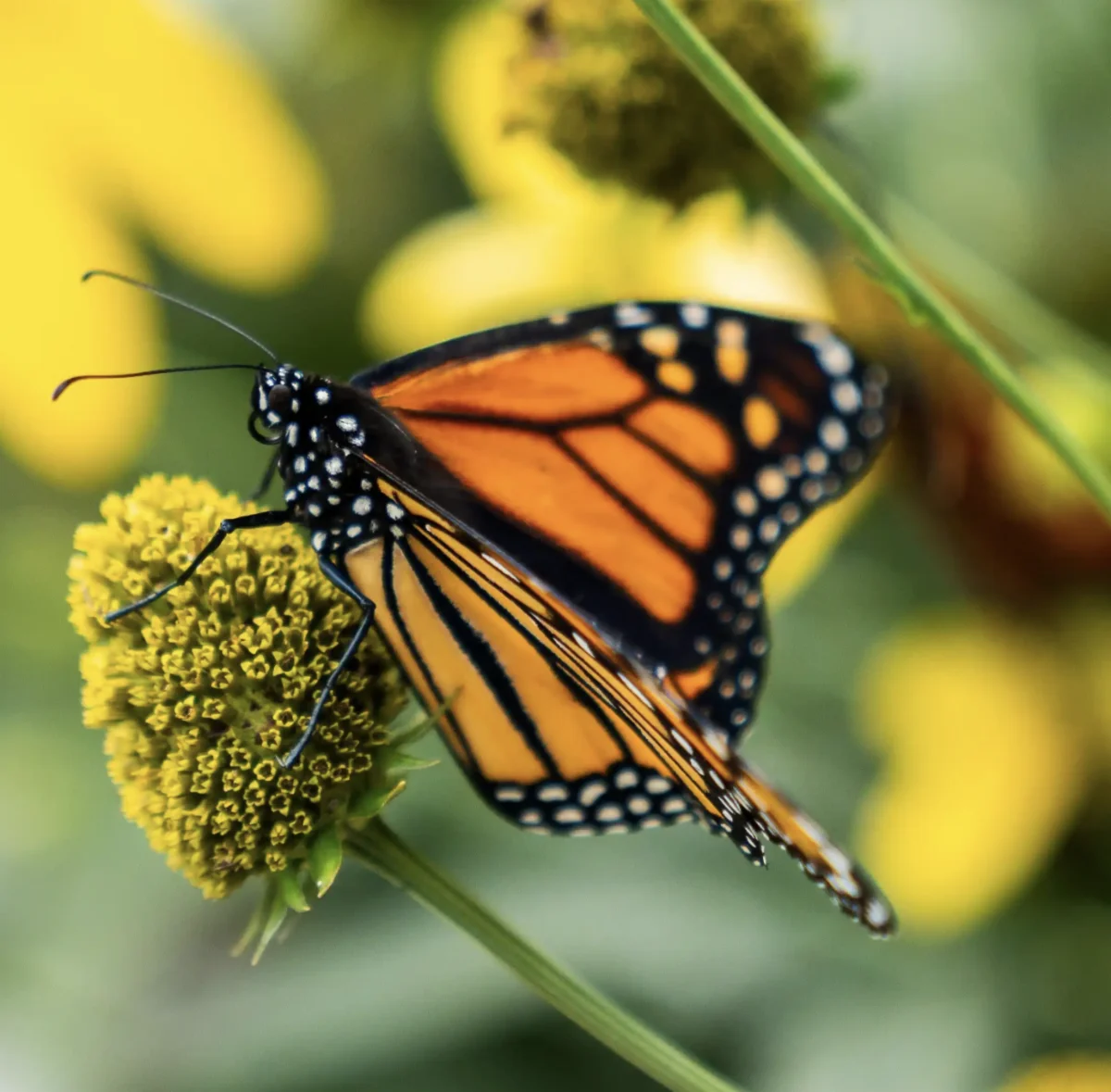 Soak in the End of Summer in the Niagara Region