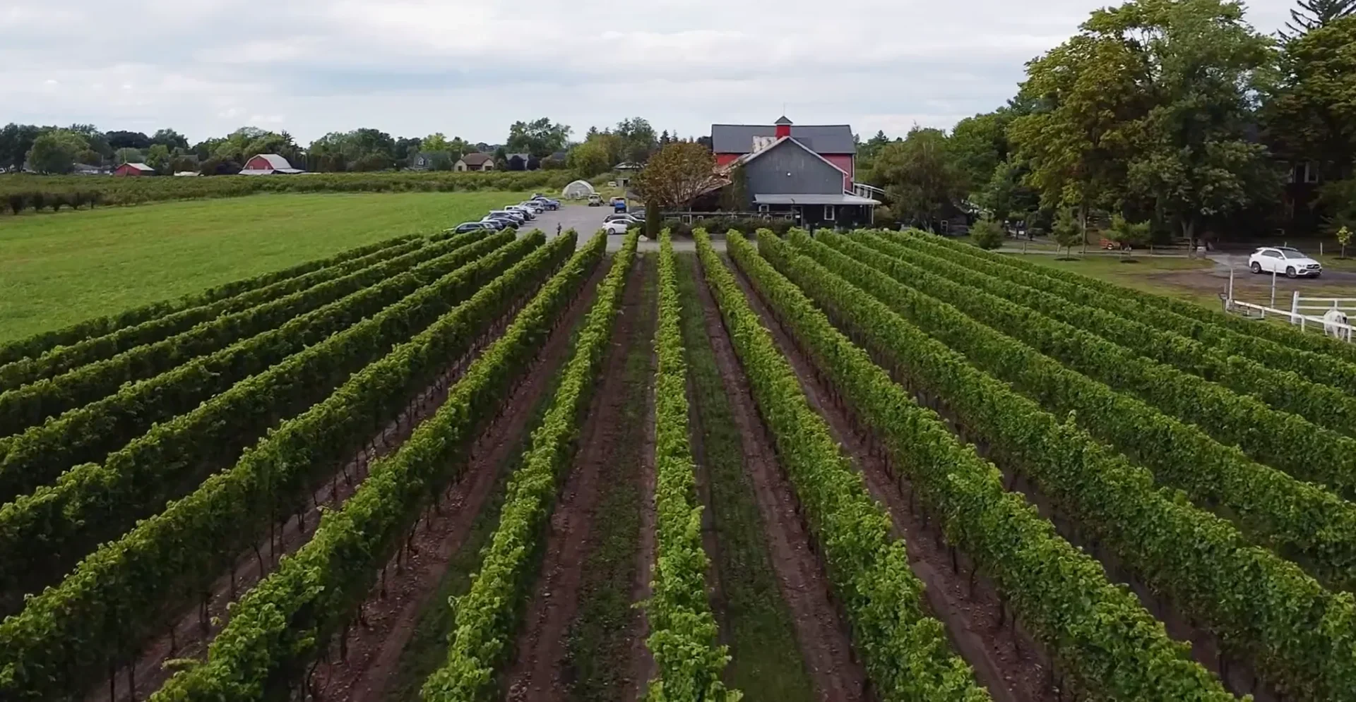 Honsberger Estate Winery 1
