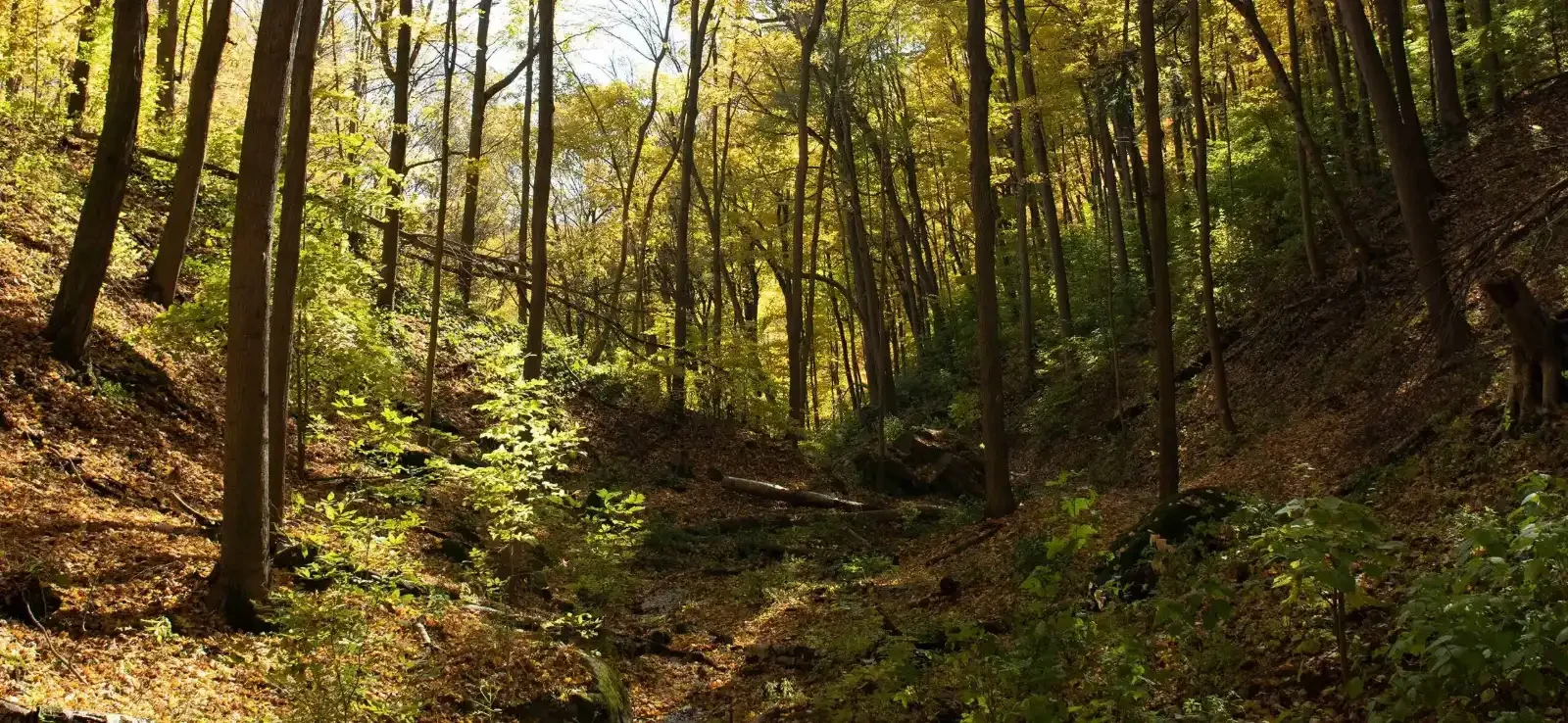 Sunlight through a Niagara woodland with leaves beginning to turn gold